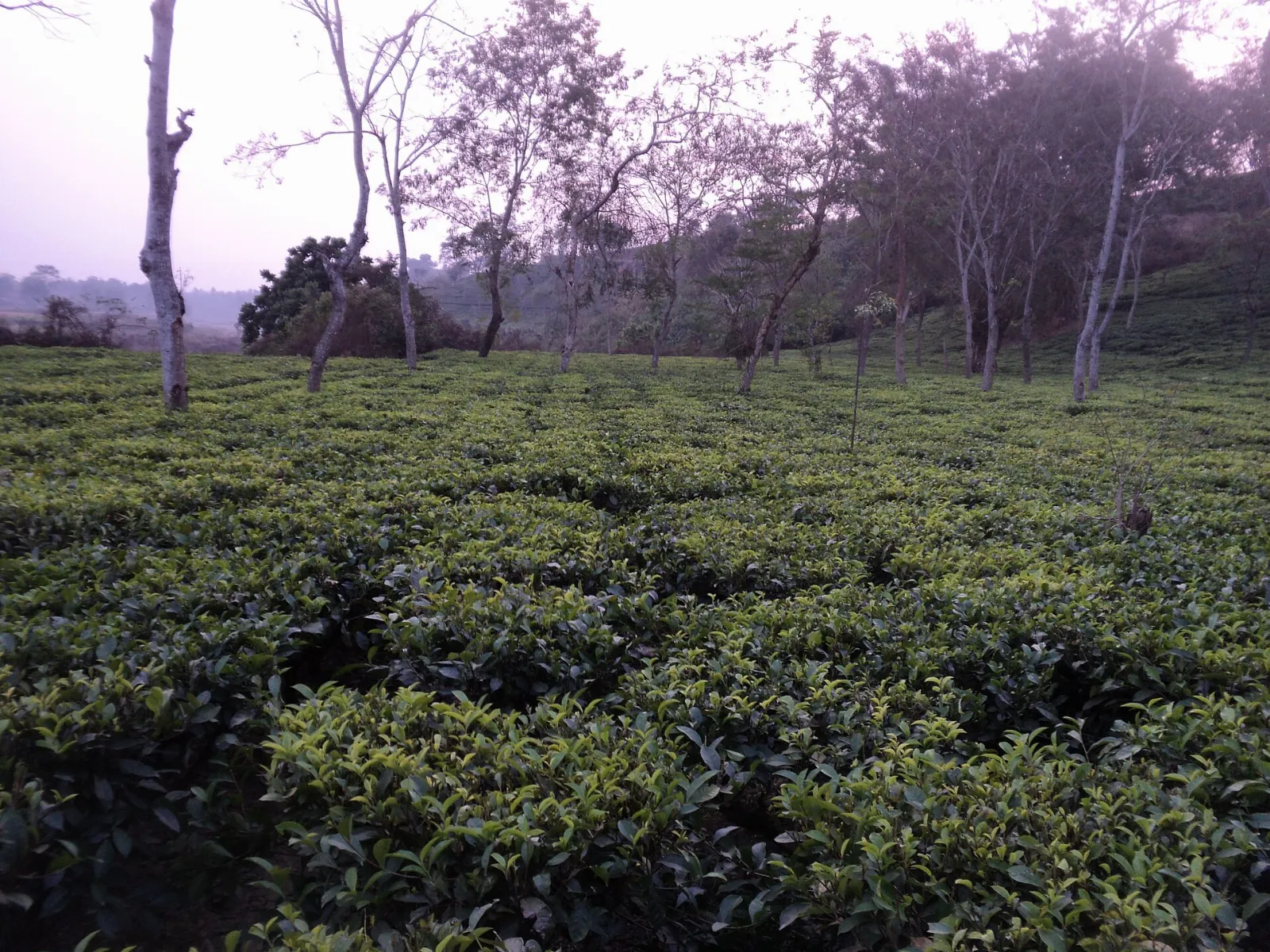 ডিব্ৰুগড় চাহ নিলাম কেন্দ্ৰ